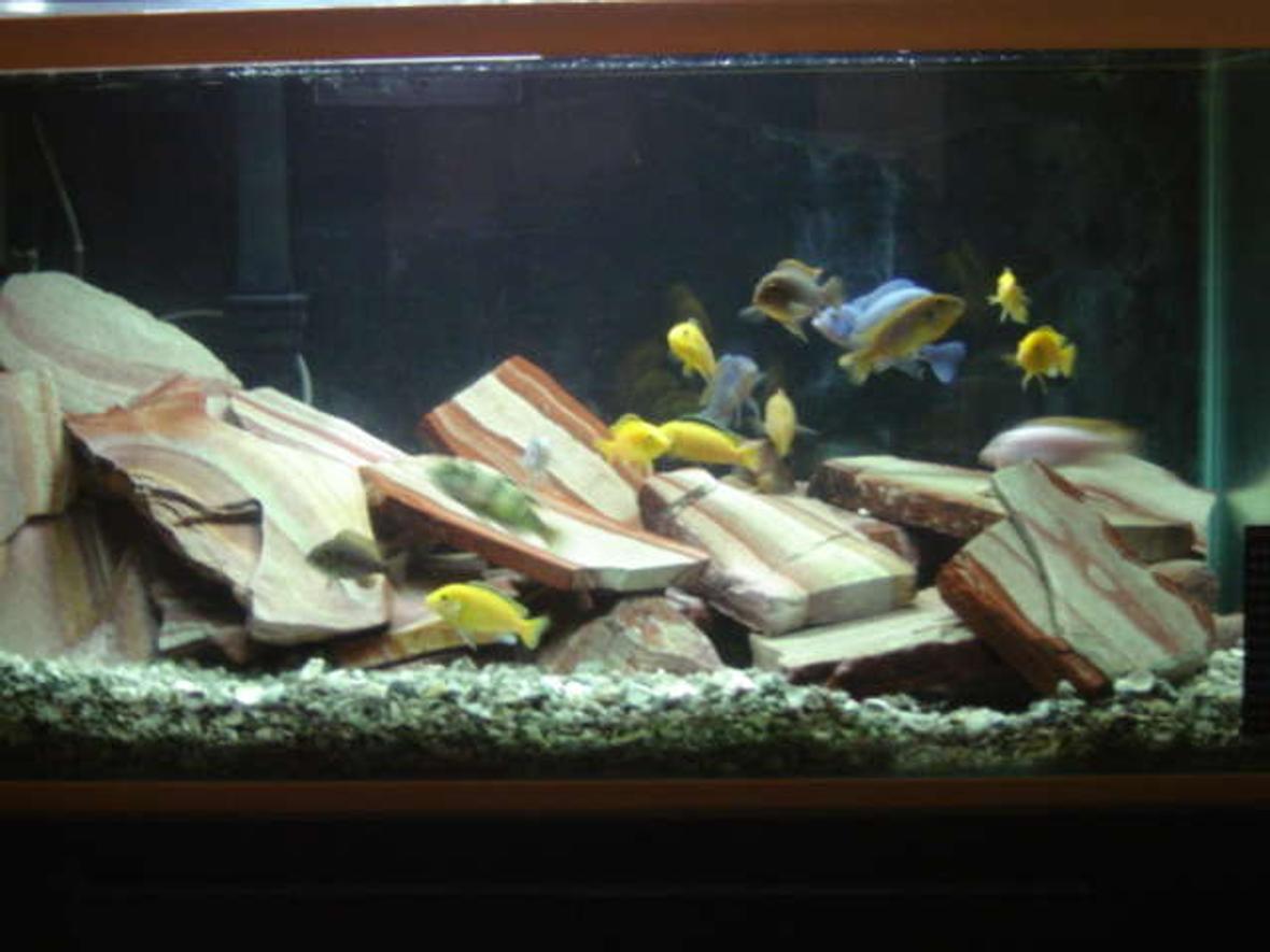 46 gallons freshwater fish tank (mostly fish and non-living decorations) - African Cichlids