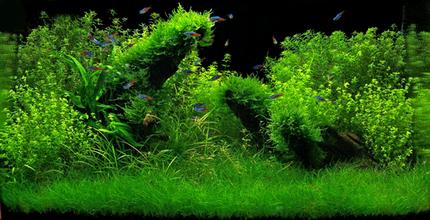 35 gallons planted tank (mostly live plants and fish) - 150L