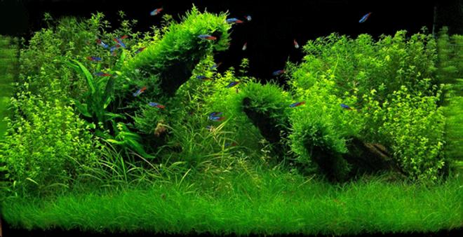 35 gallons planted tank (mostly live plants and fish) - 150L