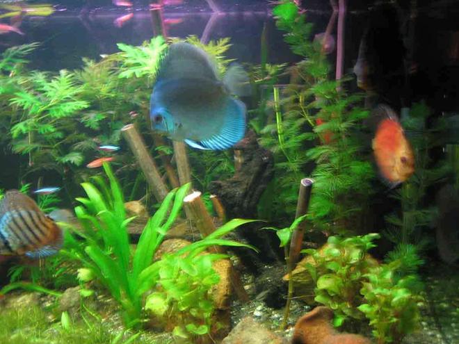 100 gallons planted tank (mostly live plants and fish) - my tank after 1 month