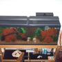 50 gallons freshwater fish tank (mostly fish and non-living decorations) - Full view