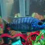 freshwater fish - sciaenochromis ahli - electric blue cichlid stocking in 55 gallons tank - This is my electric blue ahli cichlid.