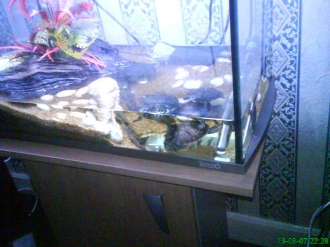 corals inverts - pseudemys rubriventris - red bellied terrapin stocking in 30 gallons tank - my red belly terrapins