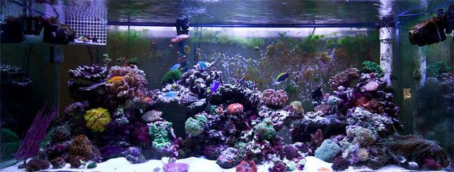 225 gallons reef tank (mostly live coral and fish) - My reef tank, 4 months old, mostly frags waiting to grow up!  Always looking for colorful rare pieces of corals!