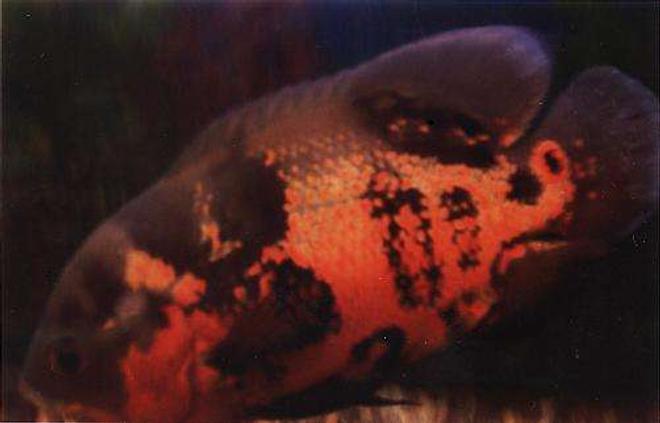 freshwater fish - astronotus ocellatus - tiger oscar stocking in 55 gallons tank - Tiger oscar 2yrs old, the most aggresive oscer ive owned and his tank mate (an albino oscar) was the most placid oscar ive owned and yet they got a long better than any oscars ive heard of.(he could eat a adult mouse whole)