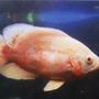 freshwater fish - astronotus ocellatus - albino oscar stocking in 55 gallons tank - Albino Oscar 2yrs old, very placid for an oscar which is weird as her tank mate (a tiger oscar) was very aggresive towords the sliver dollars in there with them