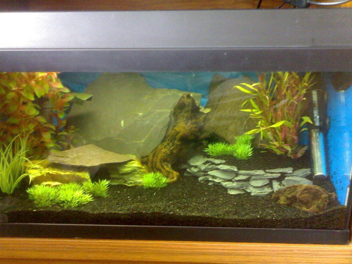 10 gallons freshwater fish tank (mostly fish and non-living decorations) - here is my little tank that is going to be used for growing some fish on before they move into my bigger tanks!