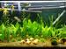 view more best photos of variety 98 gallons tank 