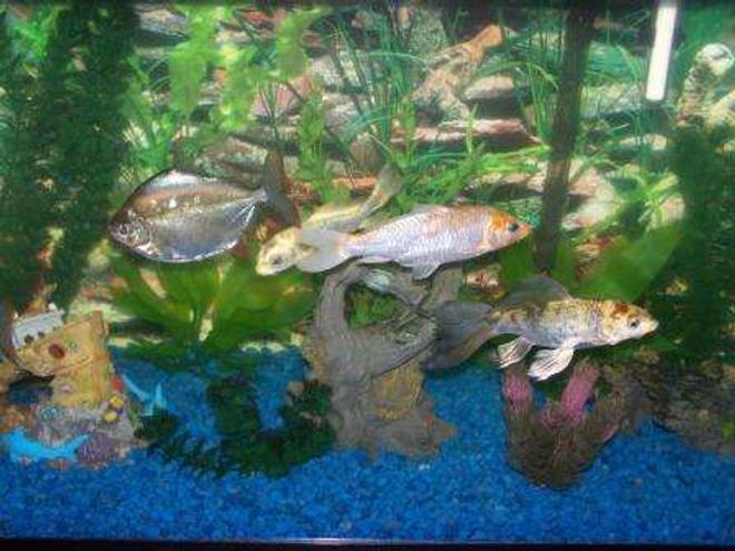 freshwater fish - metynnis argenteus - silver dollar stocking in 30 gallons tank - Koi and Silver Dollar tank