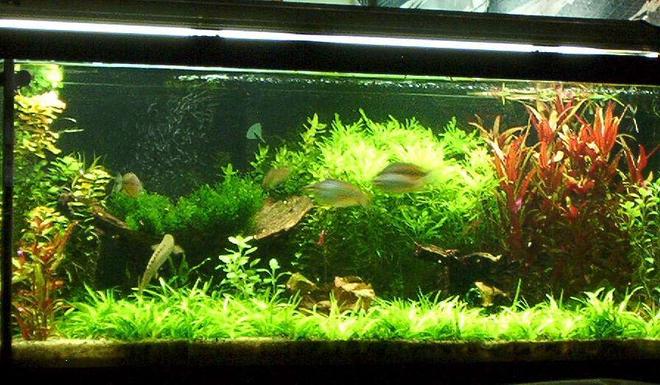 55 gallons planted tank (mostly live plants and fish) - Penguin 200 w/biowheel XP3 cannister, spraybar on left wall slightly tilt down,Coralife 130 watts CF dose EI and traces + Excel.
2 Birchirs,2 Ctenopoma Acutirostre,2 Clown loaches,5 Rainbows