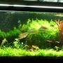 55 gallons planted tank (mostly live plants and fish) - Penguin 200 w/biowheel XP3 cannister, spraybar on left wall slightly tilt down,Coralife 130 watts CF dose EI and traces + Excel. 2 Birchirs,2 Ctenopoma Acutirostre,2 Clown loaches,5 Rainbows