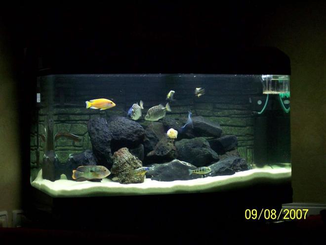 65 gallons freshwater fish tank (mostly fish and non-living decorations) - ciclids tank