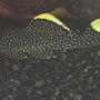 fish tank picture - golden nagget plec!