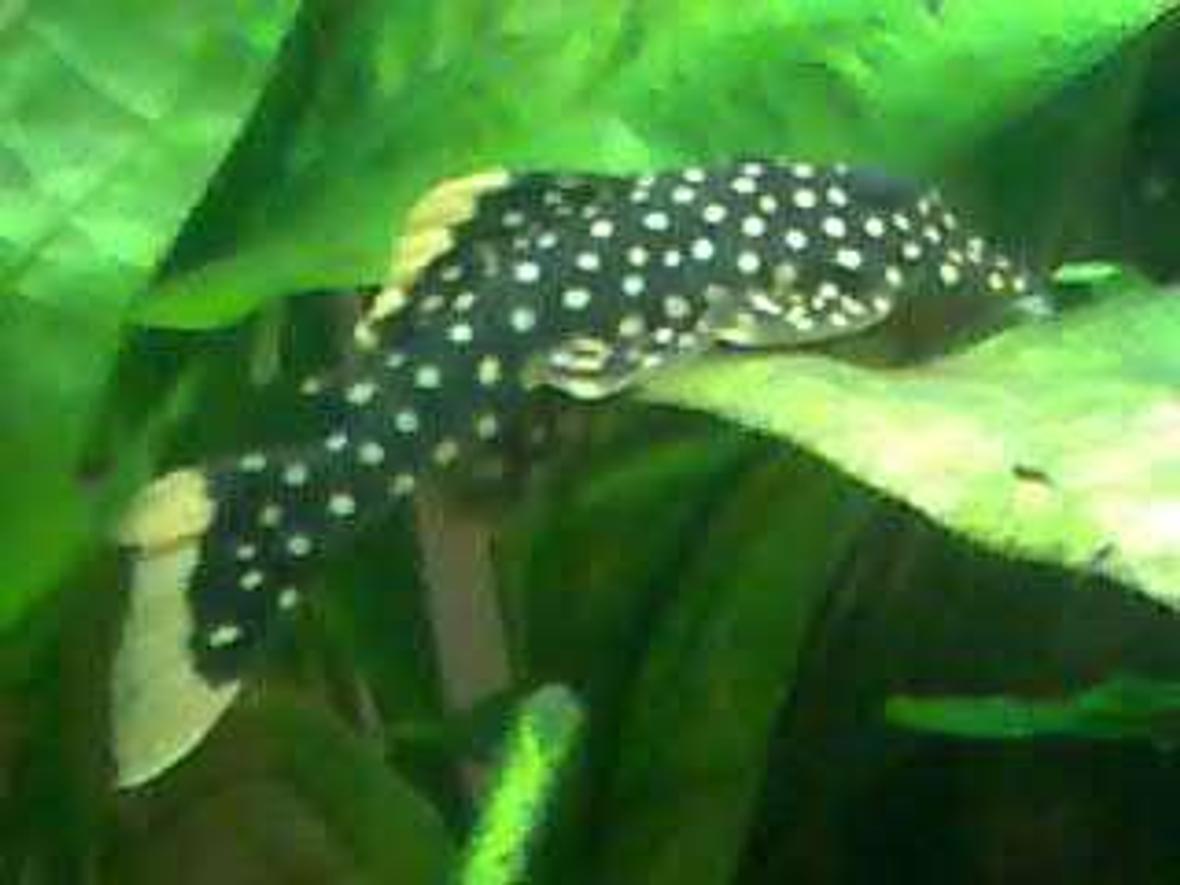 freshwater fish - baryancistrus sp. - gold nugget pleco (l-18) stocking in 40 gallons tank - my golden pleco who passed away last year