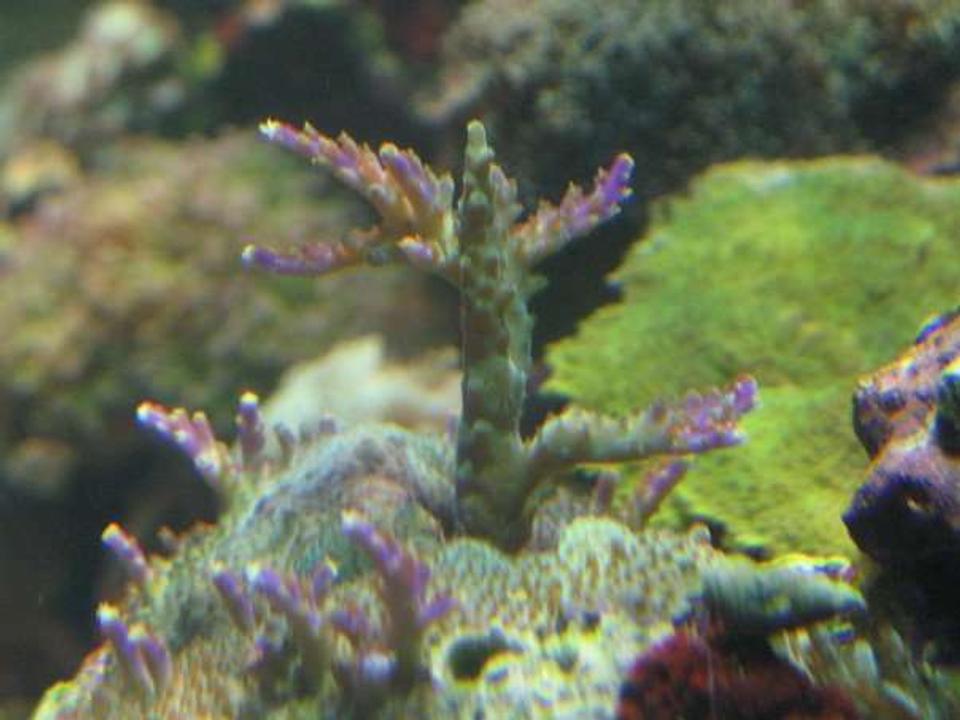 corals inverts - acropora nasuta - green polyp bushy acropora coral stocking in 120 gallons tank - An acro frag growing in nicely.