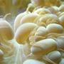 corals inverts - plerogyra sinuosa - bubble coral, white stocking in 120 gallons tank - Close up on bubble coral.