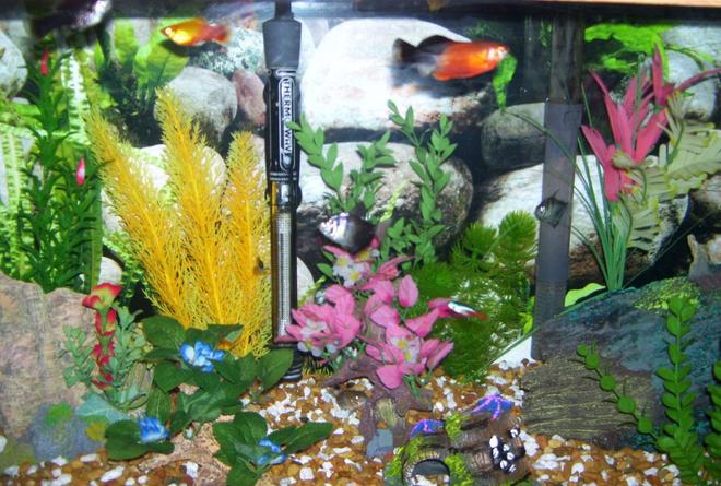 20 gallons freshwater fish tank (mostly fish and non-living decorations) - close up, I like color