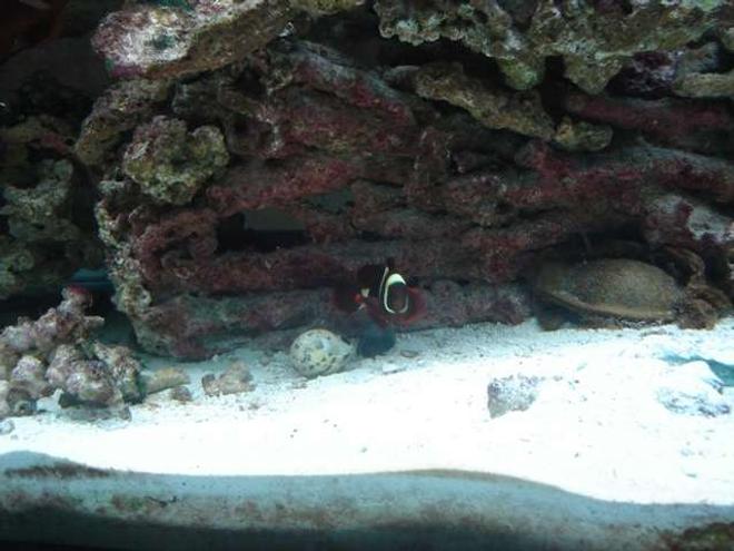 saltwater fish - premnas biaculeatus - yellowstripe maroon clownfish stocking in 75 gallons tank - This is my male maroon gold stripe a very good fish and loves people as soon as some one comes up to the tank he swims over to the glass as fast  as he can as if he wants all the attention.