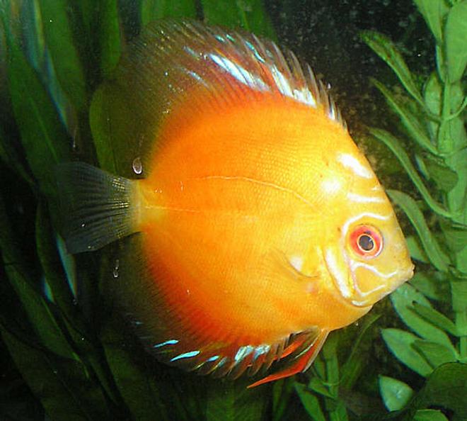 freshwater fish - symphysodon sp. - red marlboro discus stocking in 210 gallons tank - Marlboro Red Discus