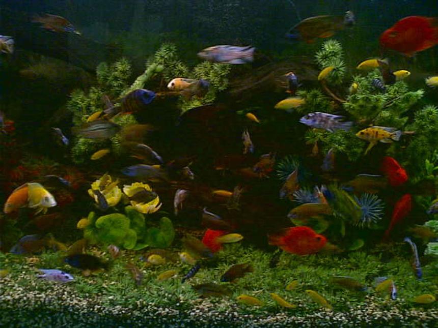 Rated #78: 120 Gallons Freshwater Fish Tank - hi, i'm dan phoenix zabala, from aqua prince, tacloban city, philippines and this is my  48 x 24 x 24 cichlid tank. i'm using 4pcs. undergravel filter connected to 4pcs. powerheads. i use plastic plants and driftwoods for my decorations. i change 5% of water everyday. i feed my fishes with live shrimps. hope u'l like my cichlid tank set-up. thanks and more power!!! 
p.s. sorry for the quality of my picture coz i dont have a digital camera, i just used my camera phone. tnx!
why i love cichlids? bcoz i love colorful fishes. and for me, cichlids are the most colorful freshwater fishes in the world. they are very hardy, intelligent and sometimes they can rival the colors of the marine fishes. that is why i love them since i was a kid. see video pics of my award winning, show quality african cichlids at youtube. just type AWARD WINNING AFRICAN CICHLIDS. they are more beautiful, colorful and stunning than my fishes here. tnx and happy viewing.
