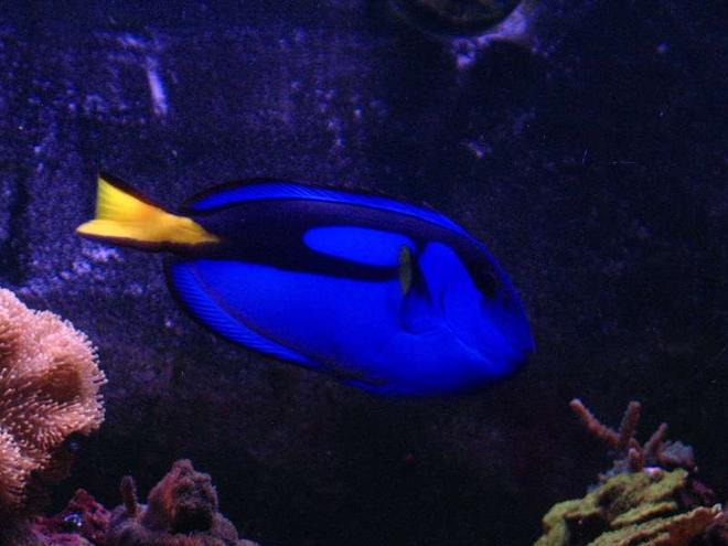 saltwater fish - paracanthurus hepatus - blue tang stocking in 120 gallons tank - Blue Tang