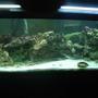 fish tank picture - This is my 75 gallon saltwater fish tank it has around 200 pounds of live rock and it contains my 2 maroon gold stripe clown fish and my 2 banded bamboo shark eggs.