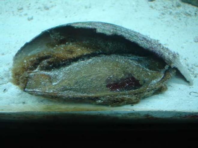 saltwater fish - chiloscyllium sp. - shark egg stocking in 75 gallons tank - This is another picture of one of the two shark eggs I own.