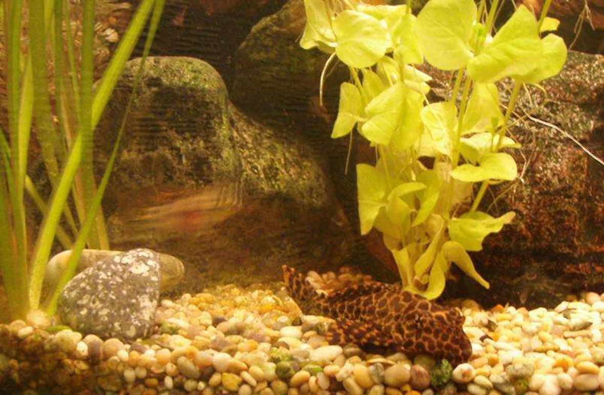 freshwater fish - glyptoperichthys gibbiceps - sailfin pleco (l-83) stocking in 40 gallons tank - The Sailfin Plec