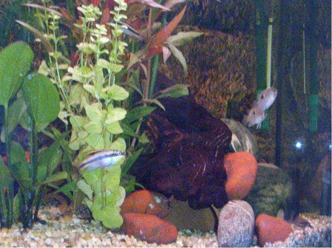 freshwater fish - pelvicachromis pulcher - kribensis cichlid stocking in 40 gallons tank - Keyholes and Krib