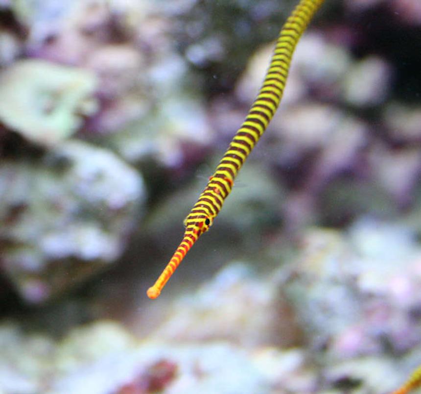 Rated #6: Saltwater Fish - Doriorhamphus Dactyliophorus - Banded Pipefish Stocking In 210 Gallons Tank - My Many Banded Pipe Fish