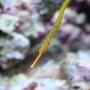 saltwater fish - doriorhamphus dactyliophorus - banded pipefish stocking in 210 gallons tank - My Many Banded Pipe Fish