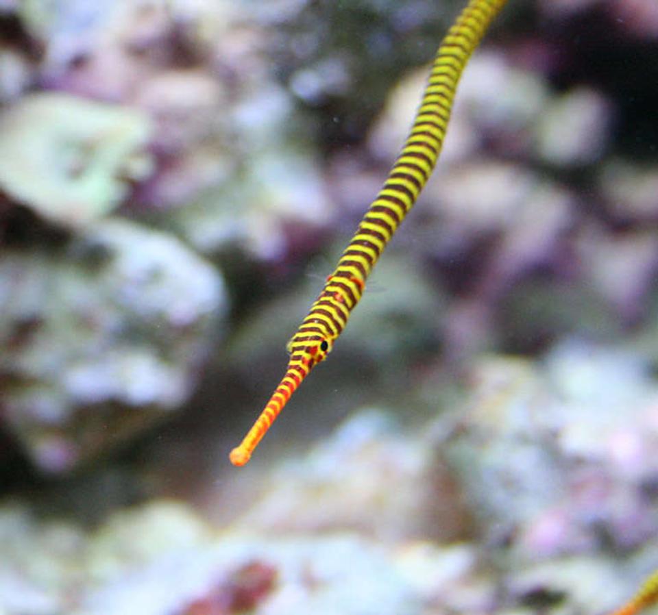 saltwater fish - doriorhamphus dactyliophorus - banded pipefish stocking in 210 gallons tank - My Many Banded Pipe Fish