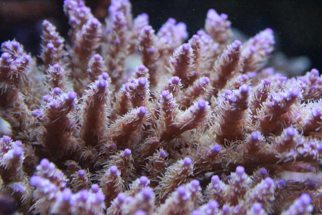 corals inverts - acropora sp. - acropora coral, brown stocking in 210 gallons tank - My Chips Acro from ORA