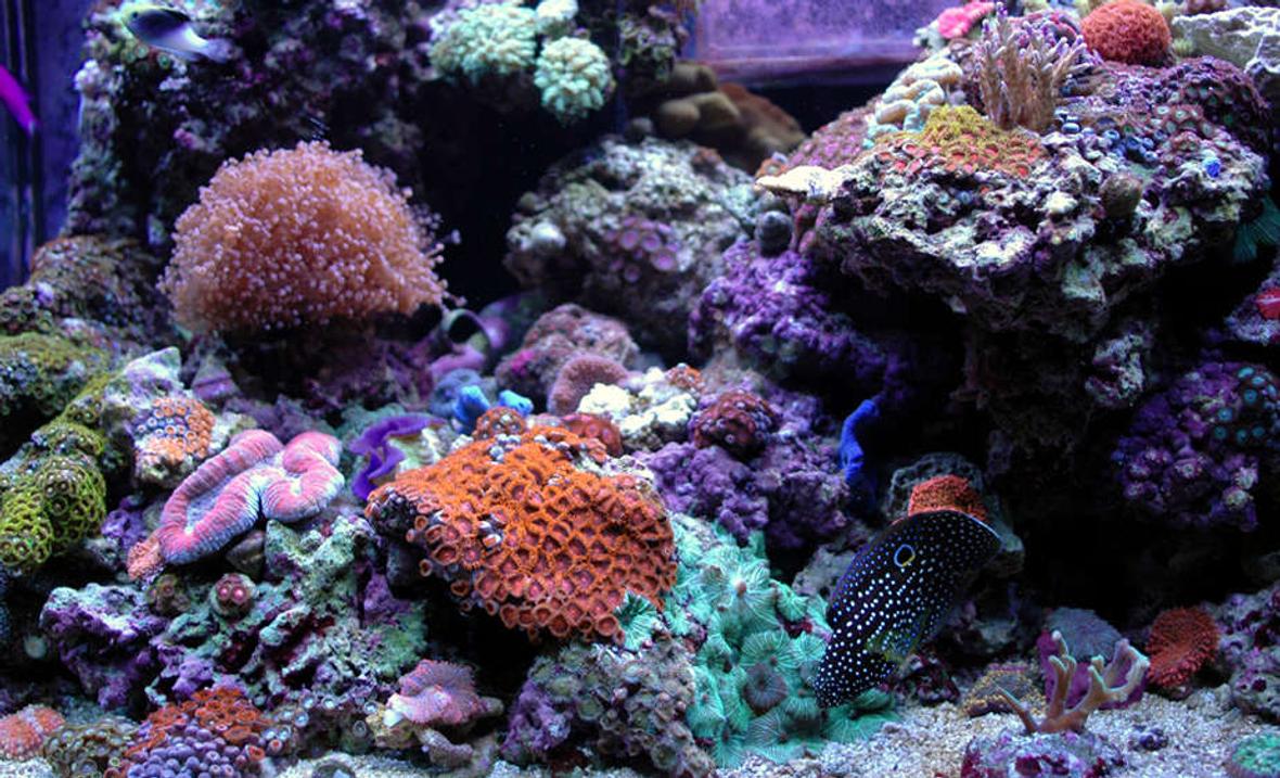 85 gallons reef tank (mostly live coral and fish) - My 65gal Zoanthid-Dominated Reef Tank