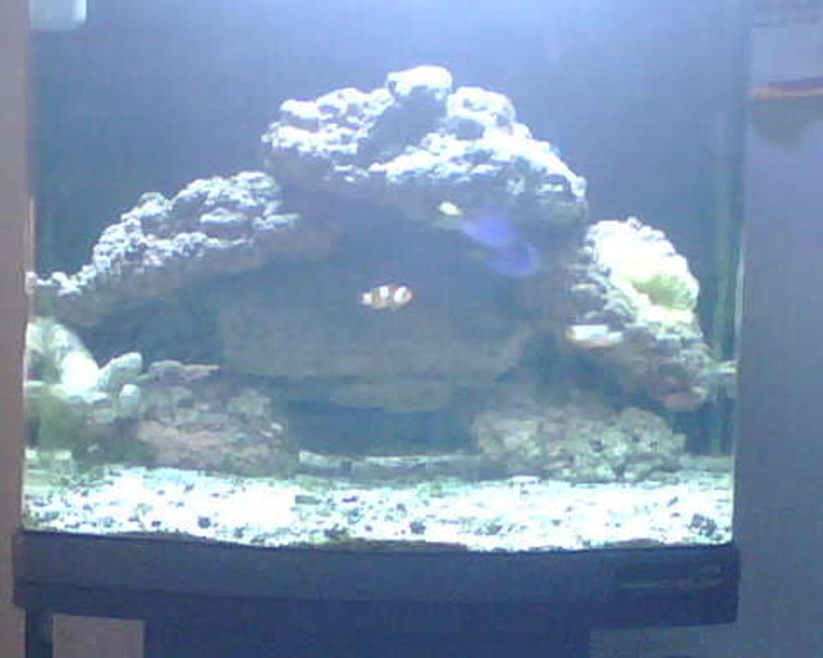24 gallons reef tank (mostly live coral and fish) - 2 percula clowns, 2 blue hippo's, 1 cleaner shrimp, 20 hermits, 20 lbs of live rock, yellow with pink tips carpet anemone. 24 gallons nano-cube