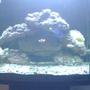 24 gallons reef tank (mostly live coral and fish) - 2 percula clowns, 2 blue hippo's, 1 cleaner shrimp, 20 hermits, 20 lbs of live rock, yellow with pink tips carpet anemone. 24 gallons nano-cube