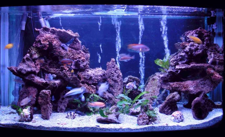 Rated #163: 90 Gallons Planted Tank - All natural 90 gallon bow front $ african cichlids. Changed the lace rock layout, added a mirror background and more live plants (java and anbius)