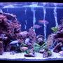 90 gallons planted tank (mostly live plants and fish) - All natural 90 gallon bow front $ african cichlids. Changed the lace rock layout, added a mirror background and more live plants (java and anbius)