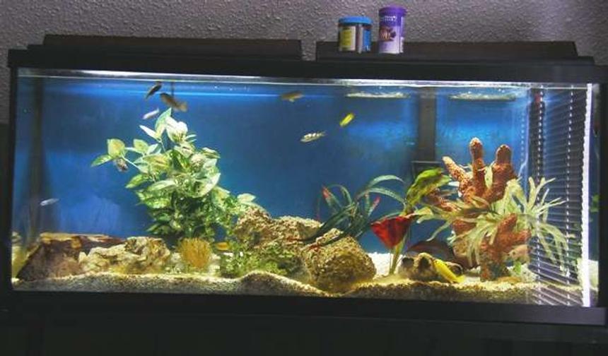 Rated #286: 55 Gallons Freshwater Fish Tank - pic of my african fish tank