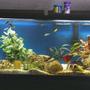 55 gallons freshwater fish tank (mostly fish and non-living decorations) - pic of my african fish tank
