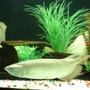 fish tank picture - Smart Arowana