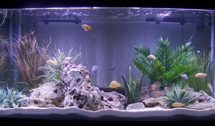 Rated #42: 140 Gallons Freshwater Fish Tank - 140 g Malawi tank with a small clean up crew consisting of 4clown loaches,1chinese algae eater and 1bristlenose pleco.