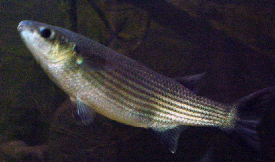 freshwater fish - mugil cephalus - grey mullet stocking in 1500 gallons tank - One of my grey mullet c. 1.5lbs in a brackish, coldwater tank. Other inhabitants - siberian sturgeon x 3, diamond sturgeon x 2, three-spined sticklebacks and a shoal of mullet c 30 in, mixed size 3 -14 inches
