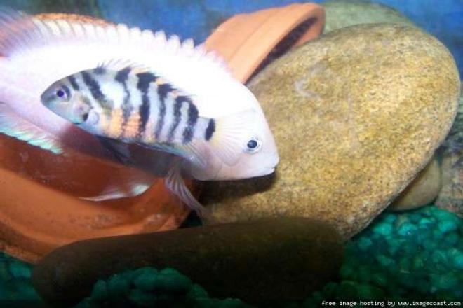 freshwater fish - archocentrus nigrofasciatus - pink convict cichlid stocking in 29 gallons tank - 2 of my convicts