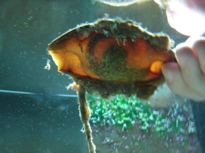 saltwater fish - chiloscyllium sp. - shark egg stocking in 75 gallons tank - the baby shark inside of its egg