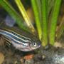 freshwater fish - danio rerio - zebra danio stocking in 30 gallons tank - zebra danio maybe pregnant