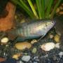 freshwater fish - macropodus opercularis - blue paradise stocking in 30 gallons tank - female blue paradise gourami love em