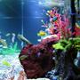 fish tank picture - Side View
