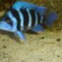 freshwater fish - cyphotilapia frontosa - frontosa cichlid stocking in 42 gallons tank - f1 zaire blue frontosa