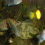 freshwater fish - altolamprologus calvus - calvus cichlid stocking in 42 gallons tank - black calvus